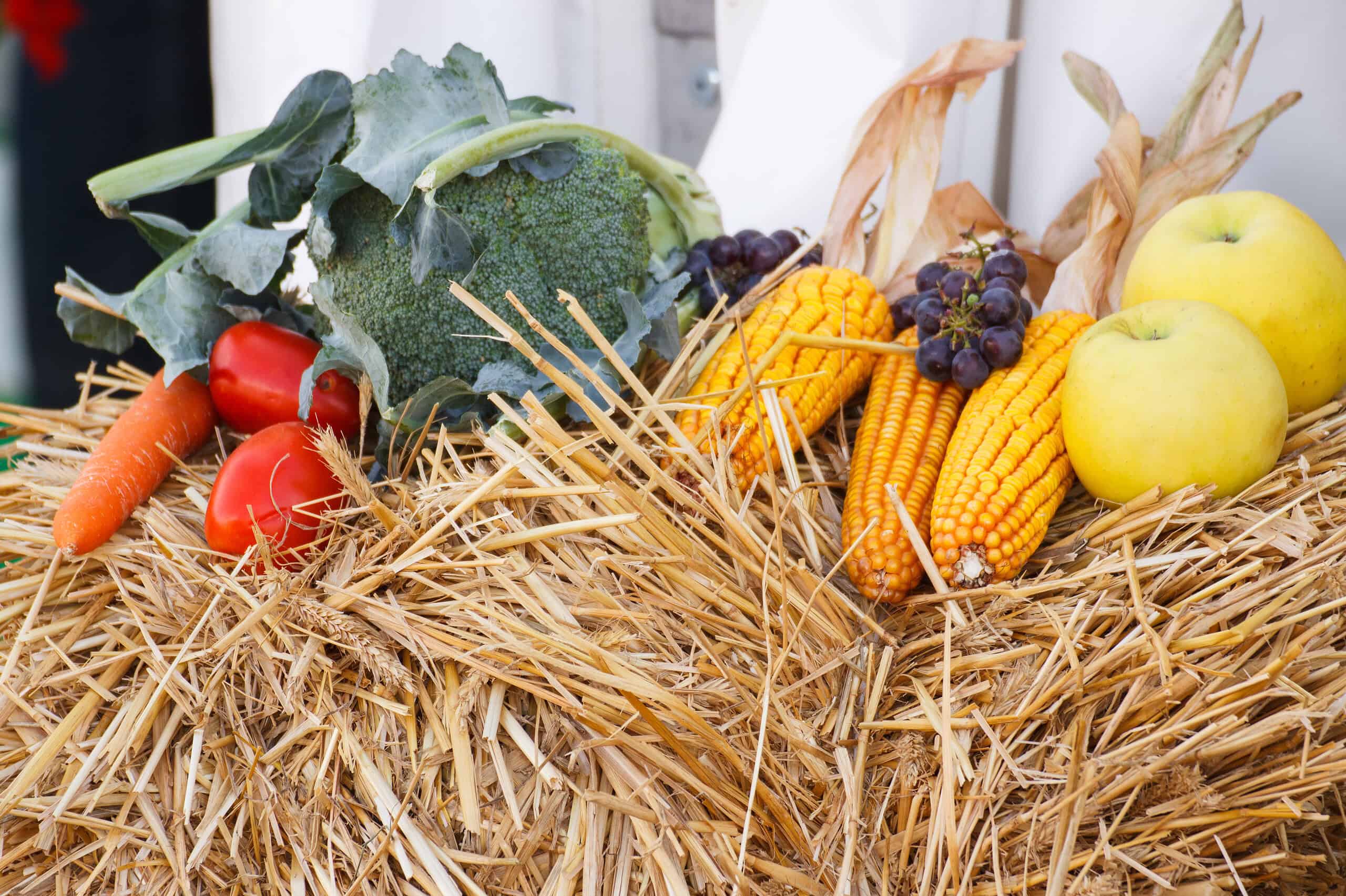 Fruit and vegetables on straw, agriculture on summer or autumn